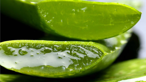 O que é aloe vera e como ela atua na pele?